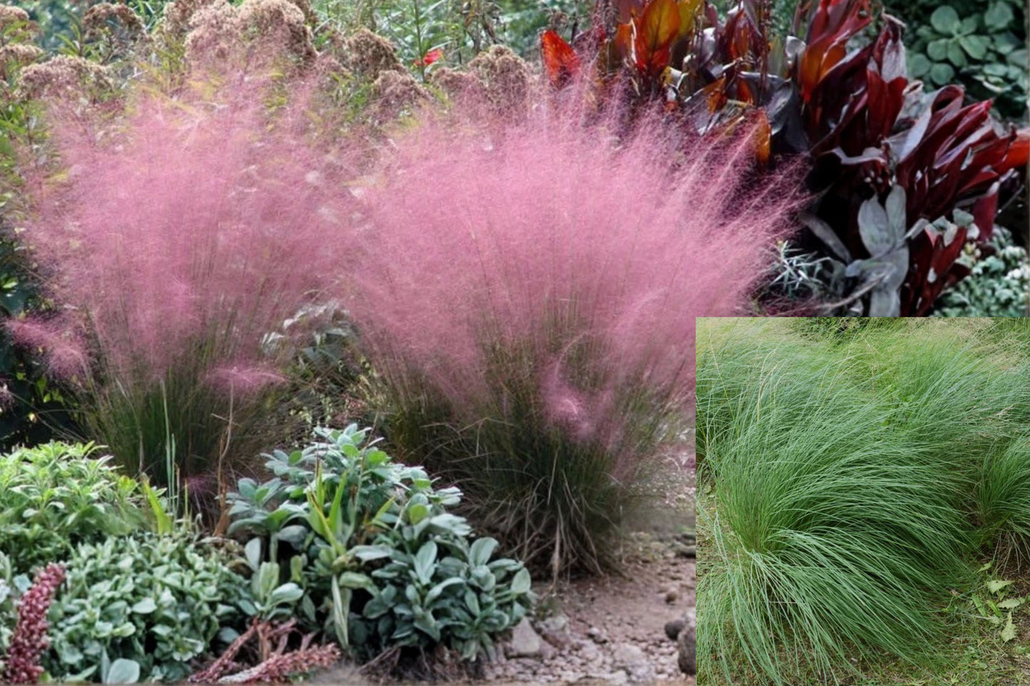 Pink Muhly Grass Live Plant – 1 Starter Plant – 5–8" Tall