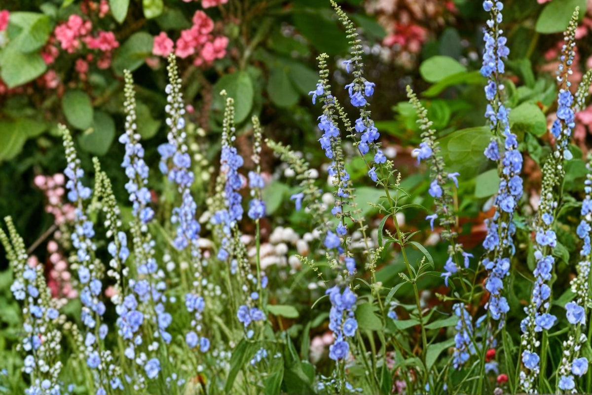 Blue Sage 1 Live Starter Plant – Salvia azurea – 6–10 Inch