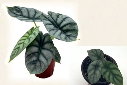 Alocasia Silver Dragon Live Plant – 1 Rooted 4-Inch Pot – Alocasia baginda