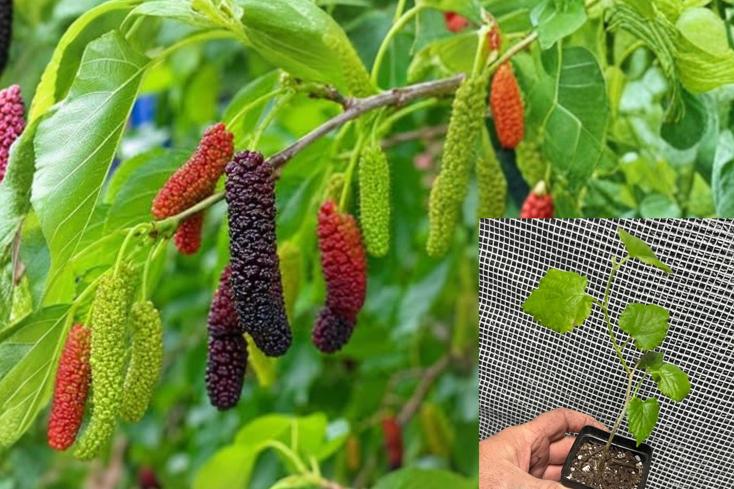 Pakistan Long Mulberry Live Plant – Morus macroura – 3–8" Starter Tree