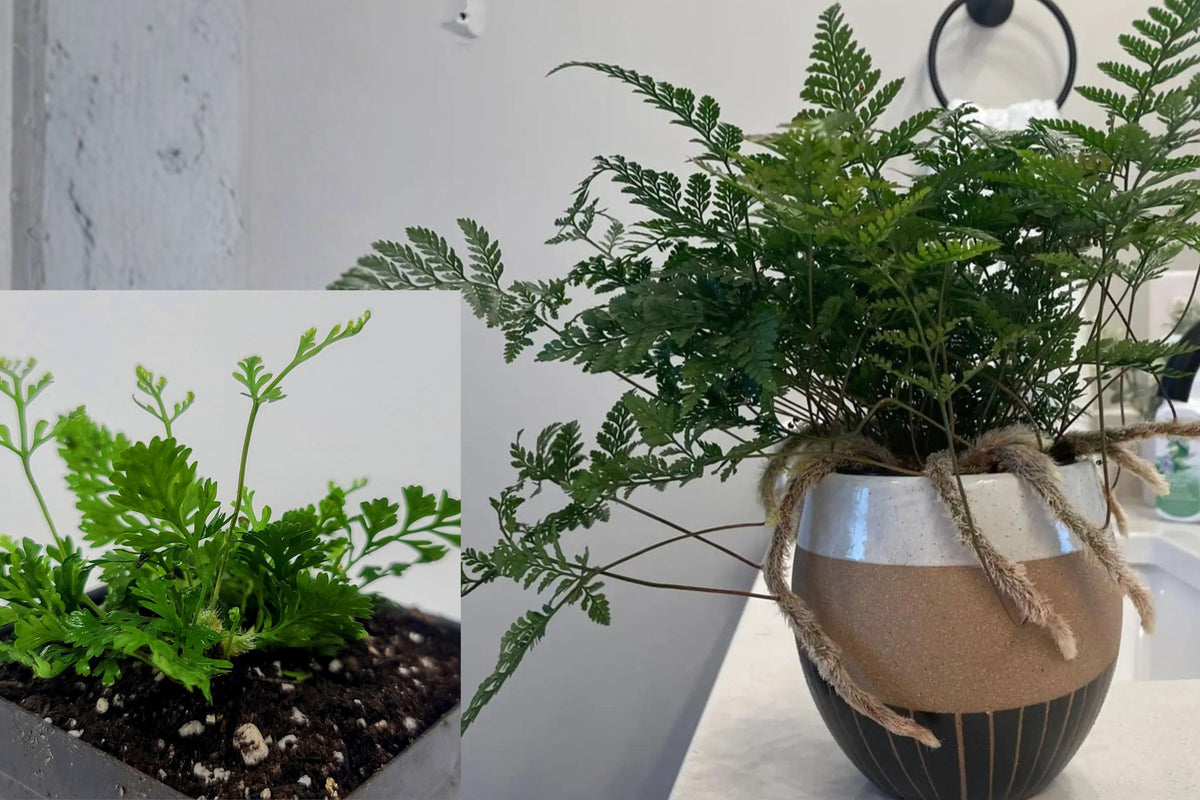 2 Cat Claw Fern Live Plants, Davallia tyermannii ‘Sekka’, Potted Indoor Ferns, Tropical Houseplants