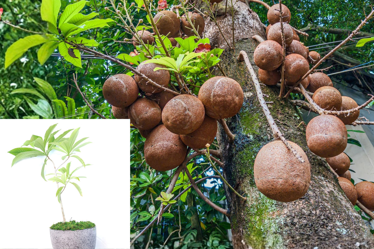 Cannonball Tree Live Plant, Couroupita Guianensis Ayahuma, Tropical Flowering Tree, Fragrant Ornamental Plant