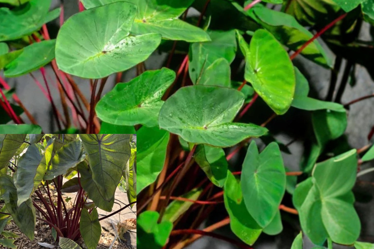 Hawaiian Punch Colocasia Live Plant – 1 Starter Plant – Colocasia esculenta