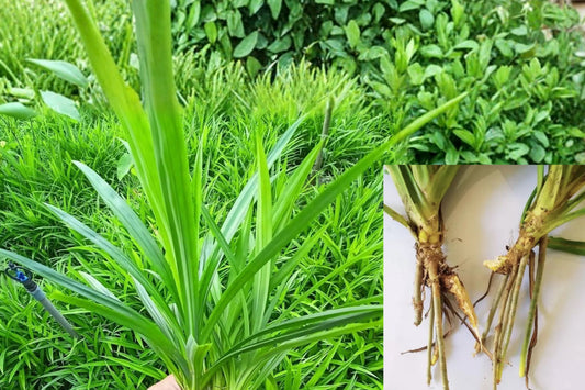 Pandan Leaf Live Plant Root – 1 Cutting – 10" – Pandanus amaryllifolius