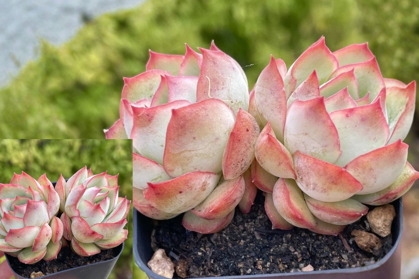 Echeveria Pulidonis Live Plant – 1 Rooted 2-Inch 2-Head Succulent – Bare Root