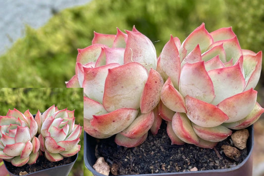 Echeveria Pulidonis Live Plant – 1 Rooted 2-Inch 2-Head Succulent – Bare Root