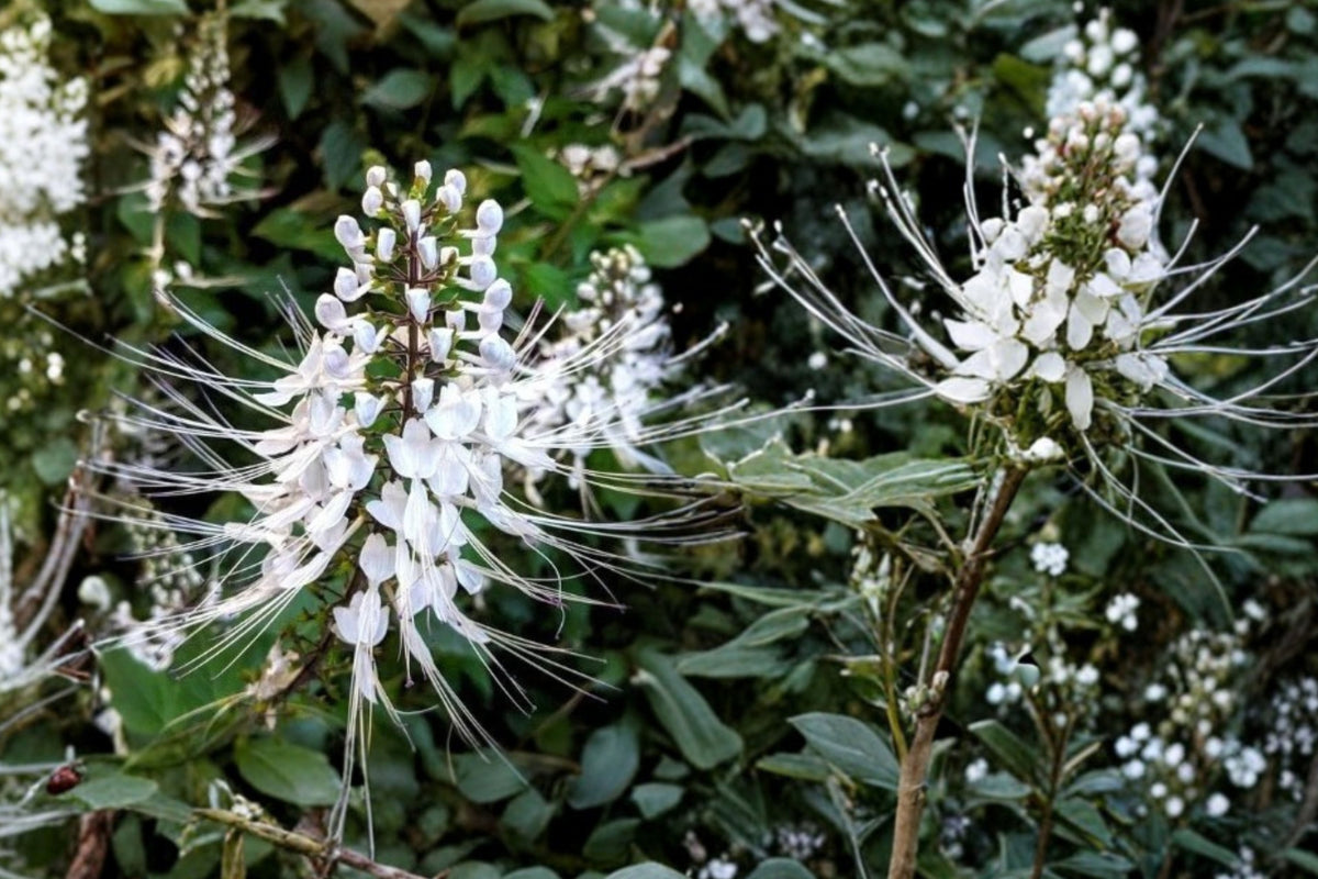 White Cat Whiskers 2 Live Plants 4–6 Inches Tall – Orthosiphon aristatus