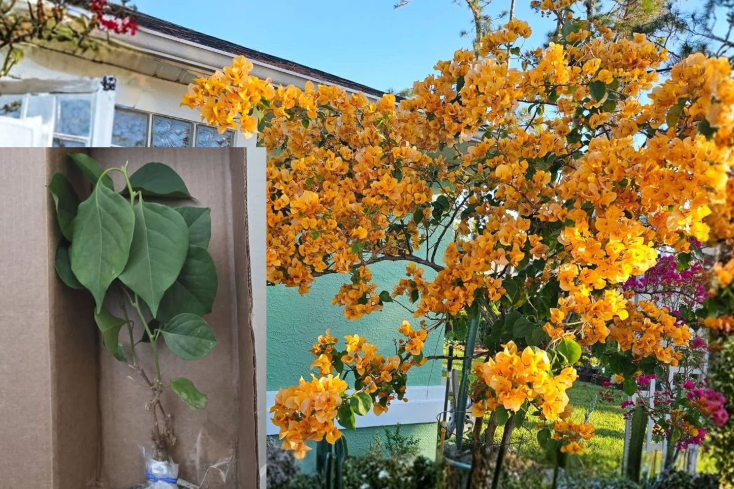 California Gold Bougainvillea 3 Live Plants – 4–6" – Bougainvillea