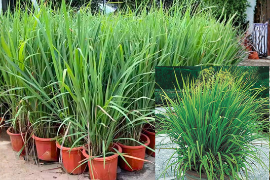 3 Lemongrass Live Plants – 4–8 Inch Bare Root Herb