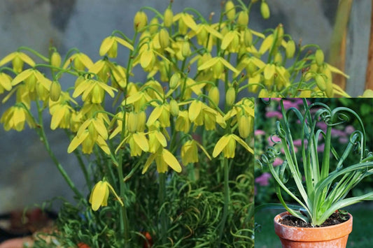 Frizzle Sizzle Albuca Live Plant – 1 Plant – 3" Pot – Albuca