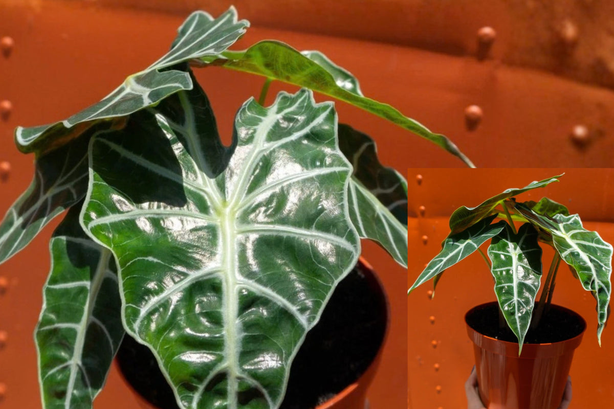 Alocasia Polly Live Plant – 6 Inch Pot – Alocasia sp.