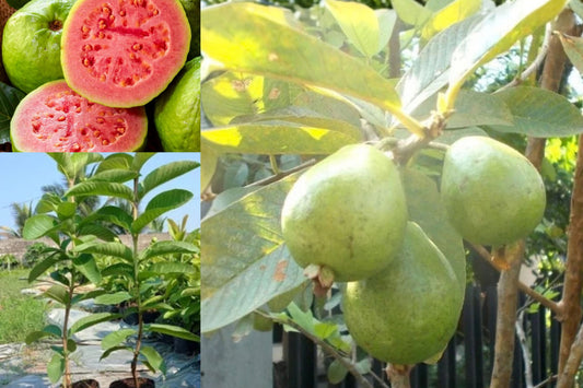 Pink Guava Live Plant – 1 Starter Tree – 12–16 Inches – Guava