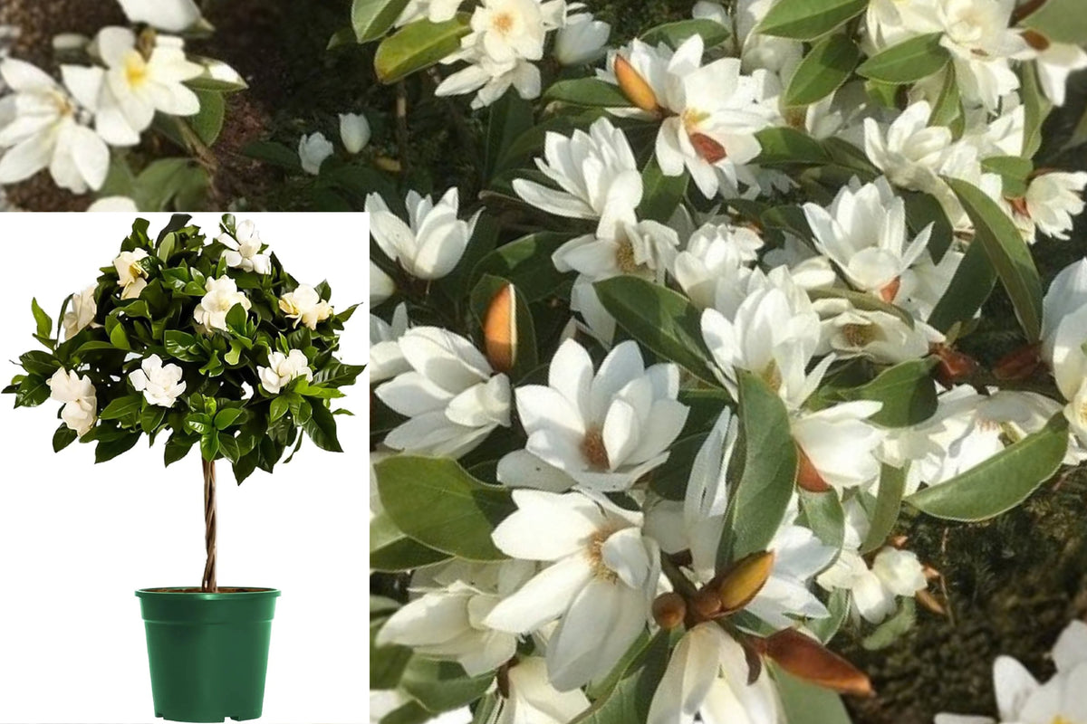 Gardenia Tree Live Plant – Miami Supreme, 8-Inch Pot