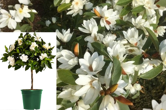 Gardenia Tree Live Plant – Miami Supreme, 8-Inch Pot
