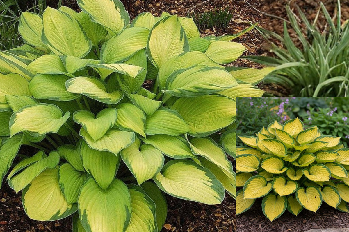 3 Hosta Gold Standard Live Plants, Bare Root Perennial Starters, Gold and Green Foliage for Shade Gardens
