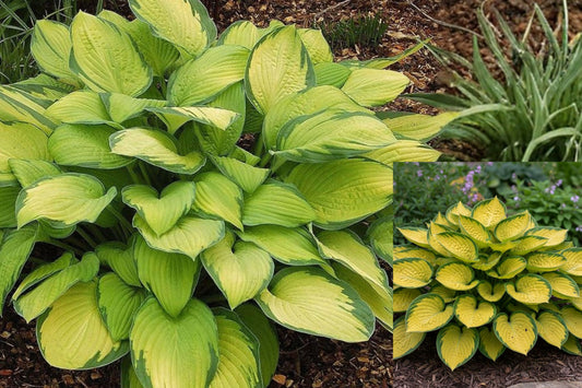 3 Hosta Gold Standard Live Plants, Bare Root Perennial Starters, Gold and Green Foliage for Shade Gardens