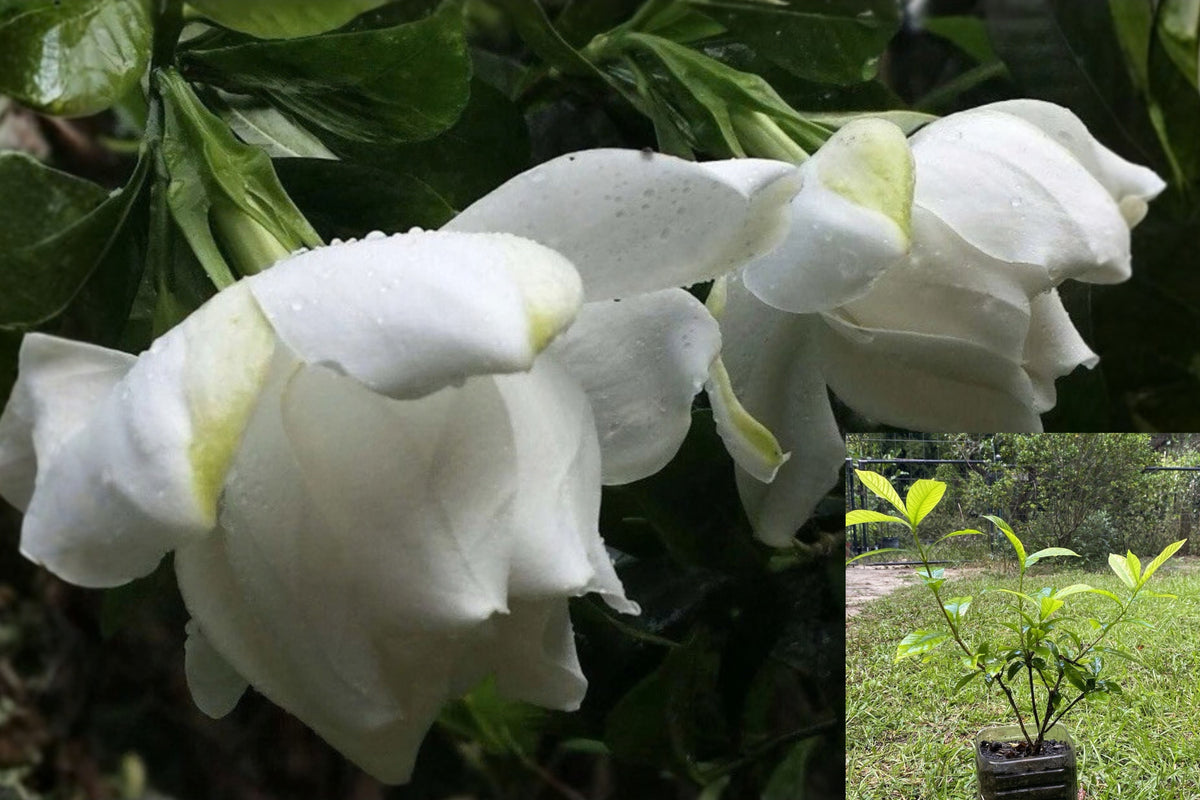 Gardenia Live Plants – 3 Plants, 8–11 Inches – Gardenia sp.