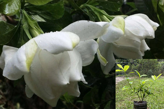 Gardenia Live Plants – 3 Plants, 8–11 Inches – Gardenia sp.