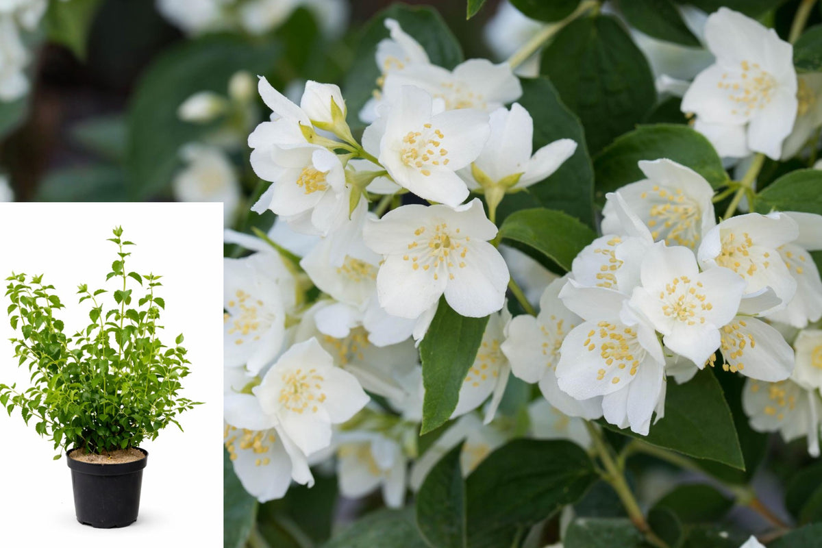 Mock Orange Live Plant, Fragrant White Flowering Shrub, Philadelphus in Gallon Pot, Outdoor Garden Ornamental