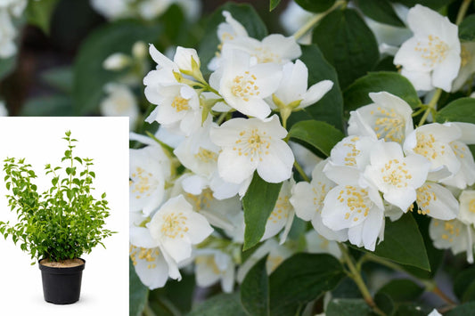 Mock Orange Live Plant, Fragrant White Flowering Shrub, Philadelphus in Gallon Pot, Outdoor Garden Ornamental