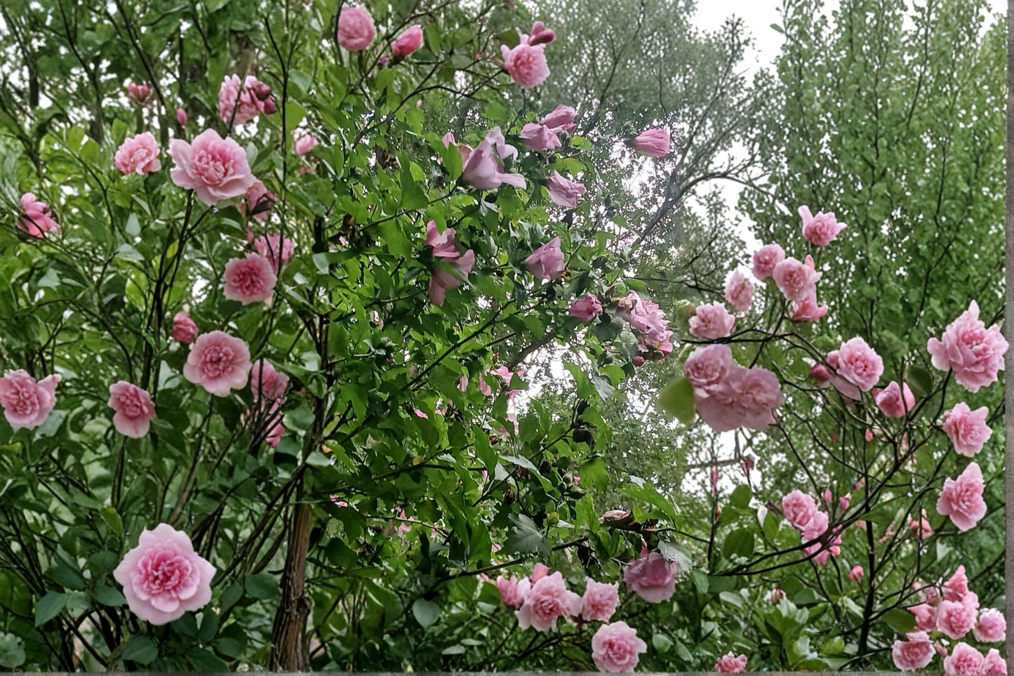 Purple Rose of Sharon 2 Bare Root Live Plants – Hibiscus