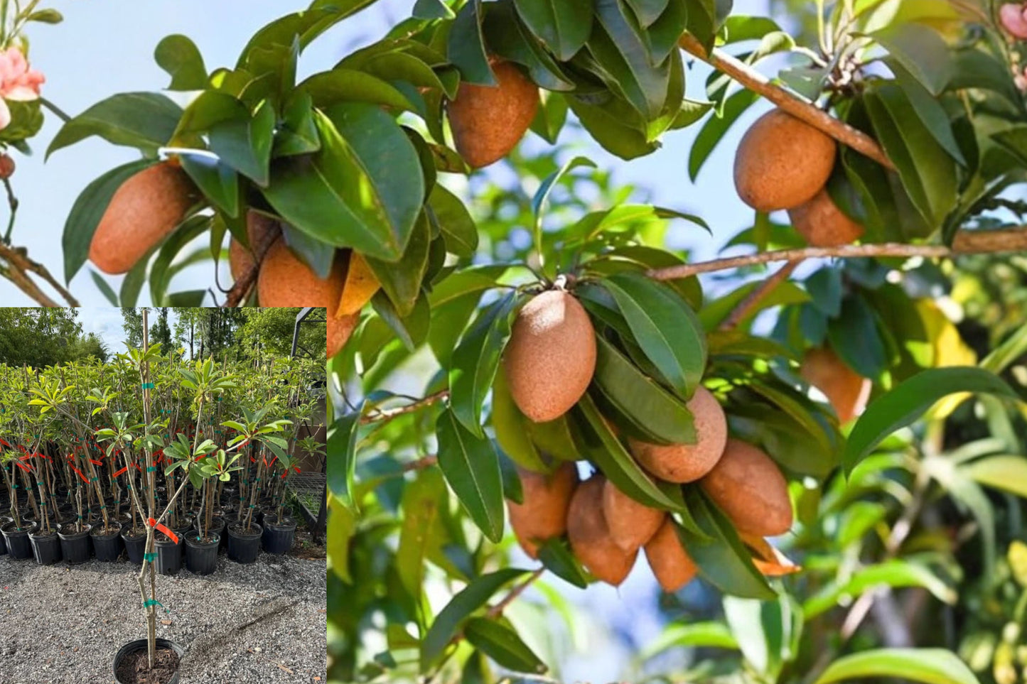 Sapodilla Live Fruit Tree – 2–3 Feet Tall – 3 Gallon Pot – Manilkara zapota