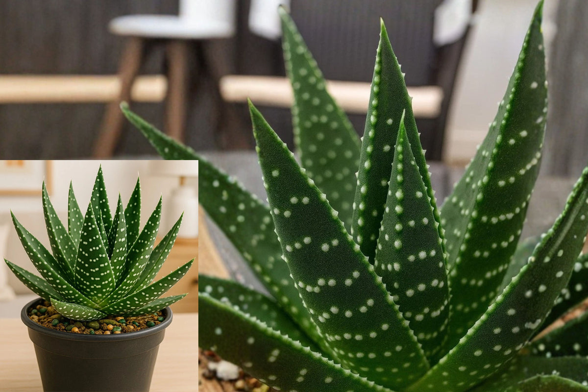 Lace Aloe Live Succulent Plant, Aristaloe Aristata, Green Clumping Succulent, Easy Care Drought Tolerant Plant, Bare Root Starter