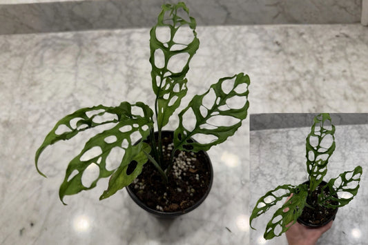 Monstera obliqua Live Plant – 6 Inch Tall – 4 Inch Pot – Indoor Houseplant