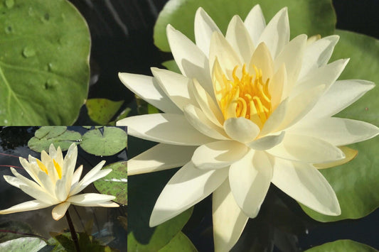 Moondance Water Lily 1 Sprouted Tuber – Nymphaea Fabiola