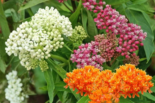 Milkweed Mix 2–5 Inch Live Plants – Rooted Asclepias Pollinator Plants