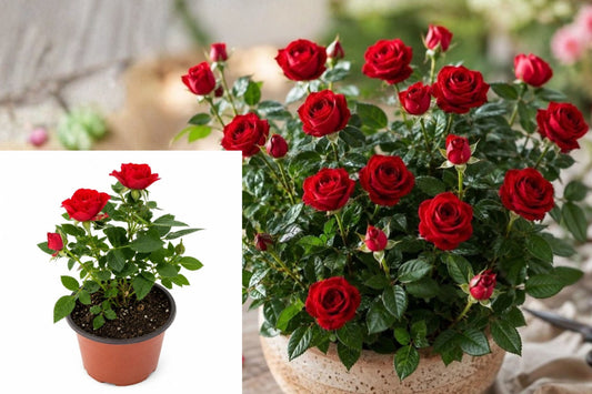 Red Miniature Rose Live Plant – 1 Plant in 4" Pot – Rosa spp.