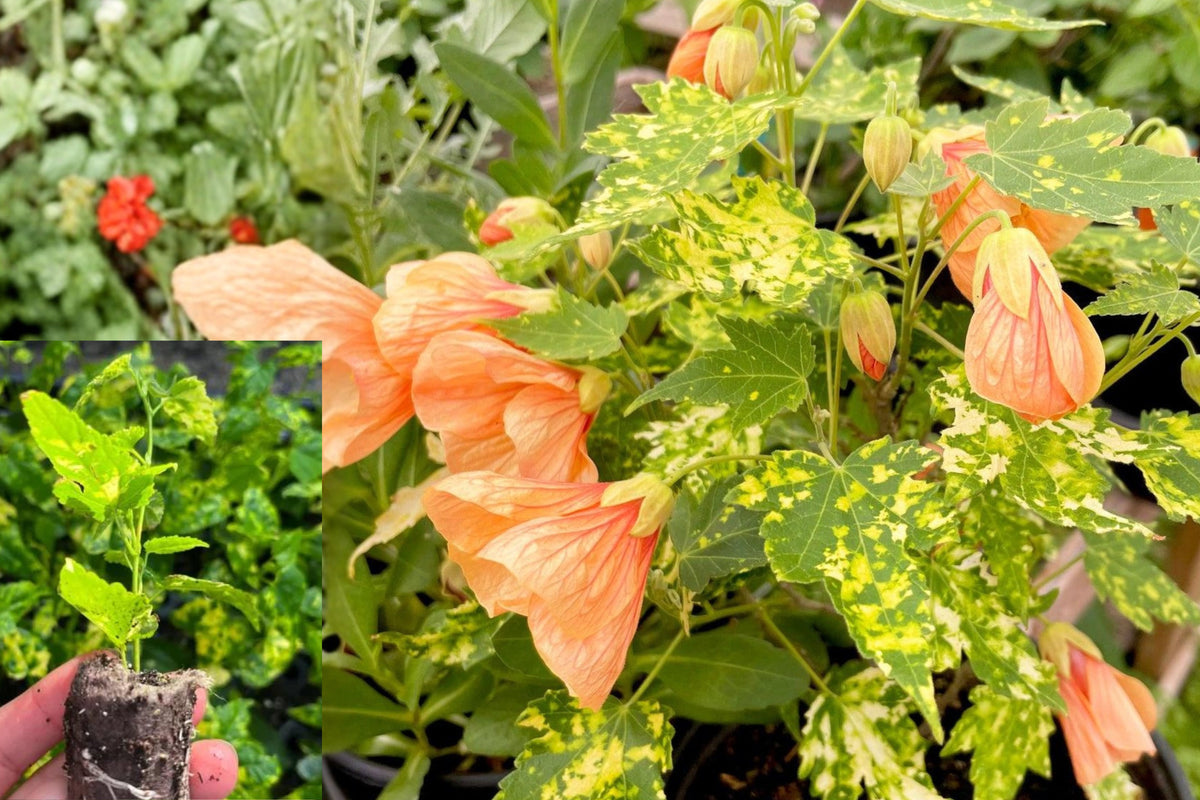 Abutilon Live Plant, Chinese Lantern Flowering Maple, Red Yellow Bell Flowers, Rooted Plug Starter