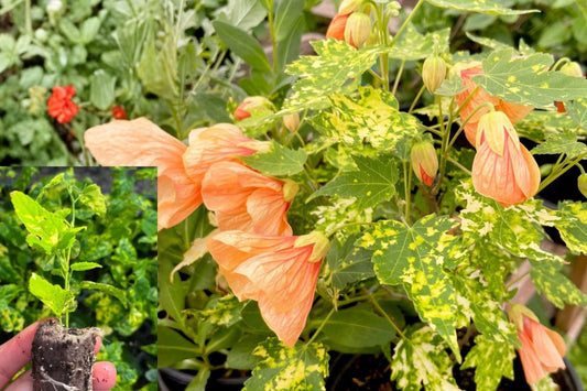 Abutilon Live Plant, Chinese Lantern Flowering Maple, Red Yellow Bell Flowers, Rooted Plug Starter