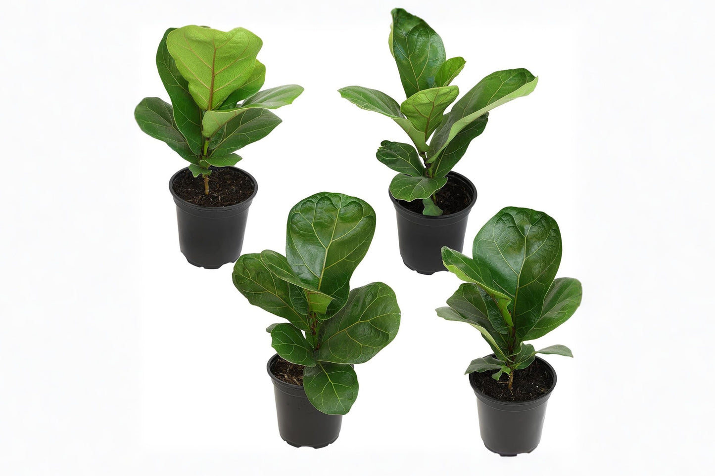 Fiddle Leaf Fig Live Plant – 4 Inch – Ficus lyrata Indoor Houseplant