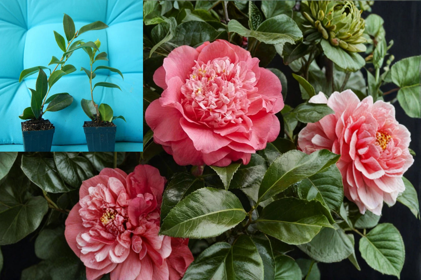 Kumasaka Camellia Live Starter Plant – Camellia japonica ‘Kumasaka’