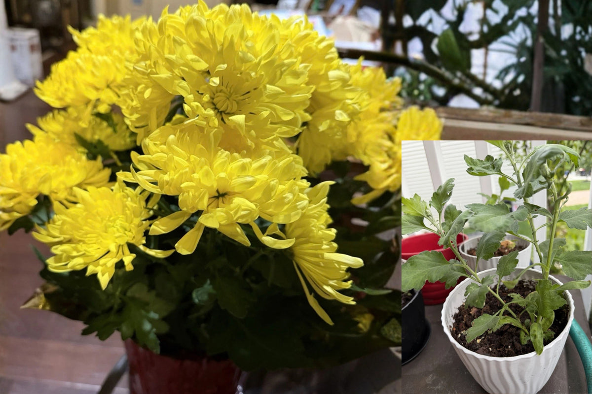 Yellow Chrysanthemum Live Plant 1 Gallon Pot – Chrysanthemum