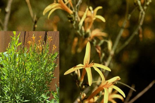 Benny’s Gold Flame Acanthus Live Plant, Golden Flowering Texas Native Shrub, 1 Gallon Rooted Outdoor Pollinator Garden Plant