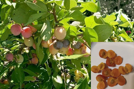 Small Mulberry Live Plant – 1 Bare Root Tree – Morus – Self-Fertile