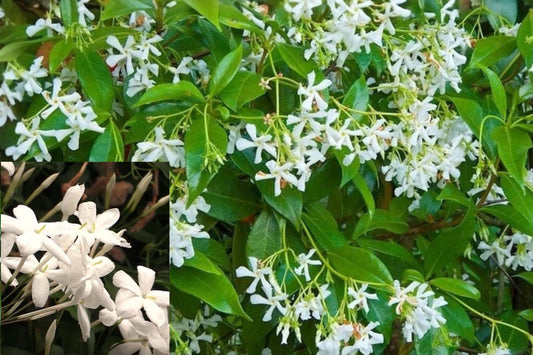 Star Jasmine Live Climbing Vine Plant – 1 Plant in 4-Inch Pot – Trachelospermum jasminoides
