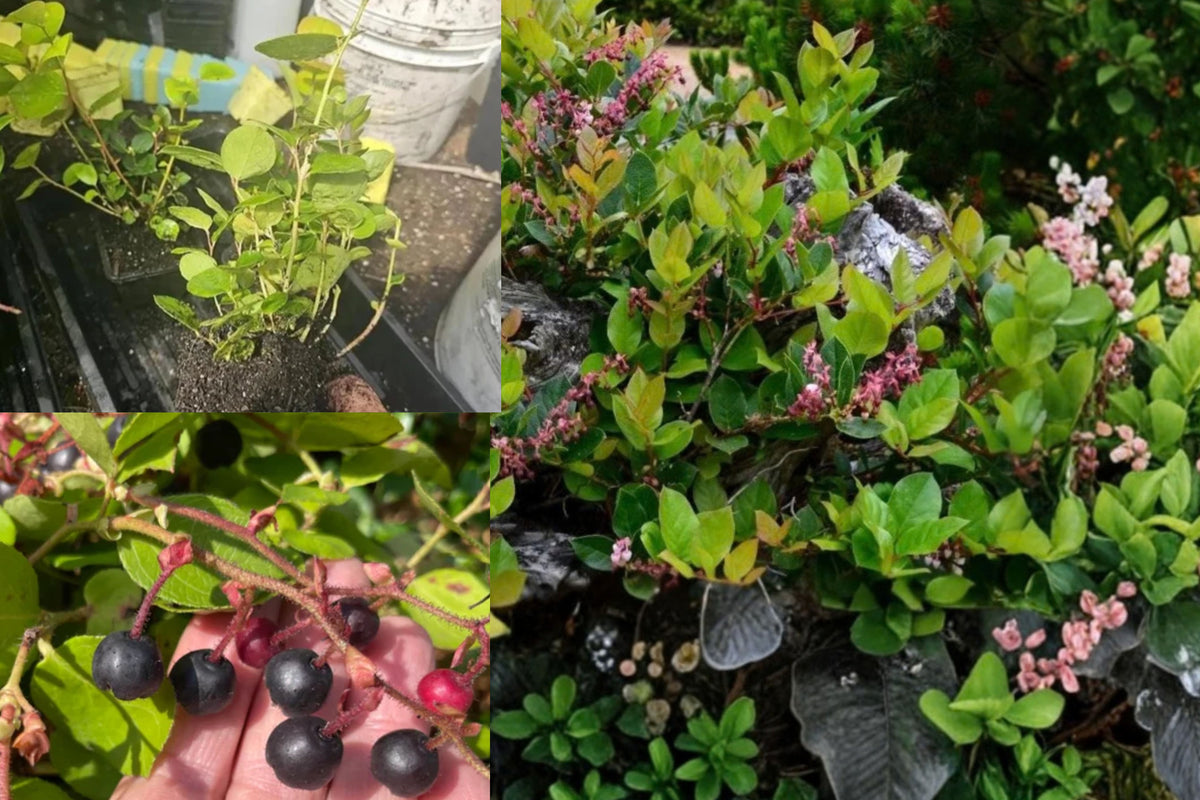 Black Salal Berry 3 Live Plants – 4 Inch Pots – Gaultheria shallon