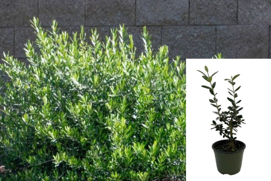 Live Dwarf Olive Plant, Olea Evergreen Shrub in 4 Inch Pot, Compact Mediterranean Patio Plant, Drought Tolerant Outdoor Starter