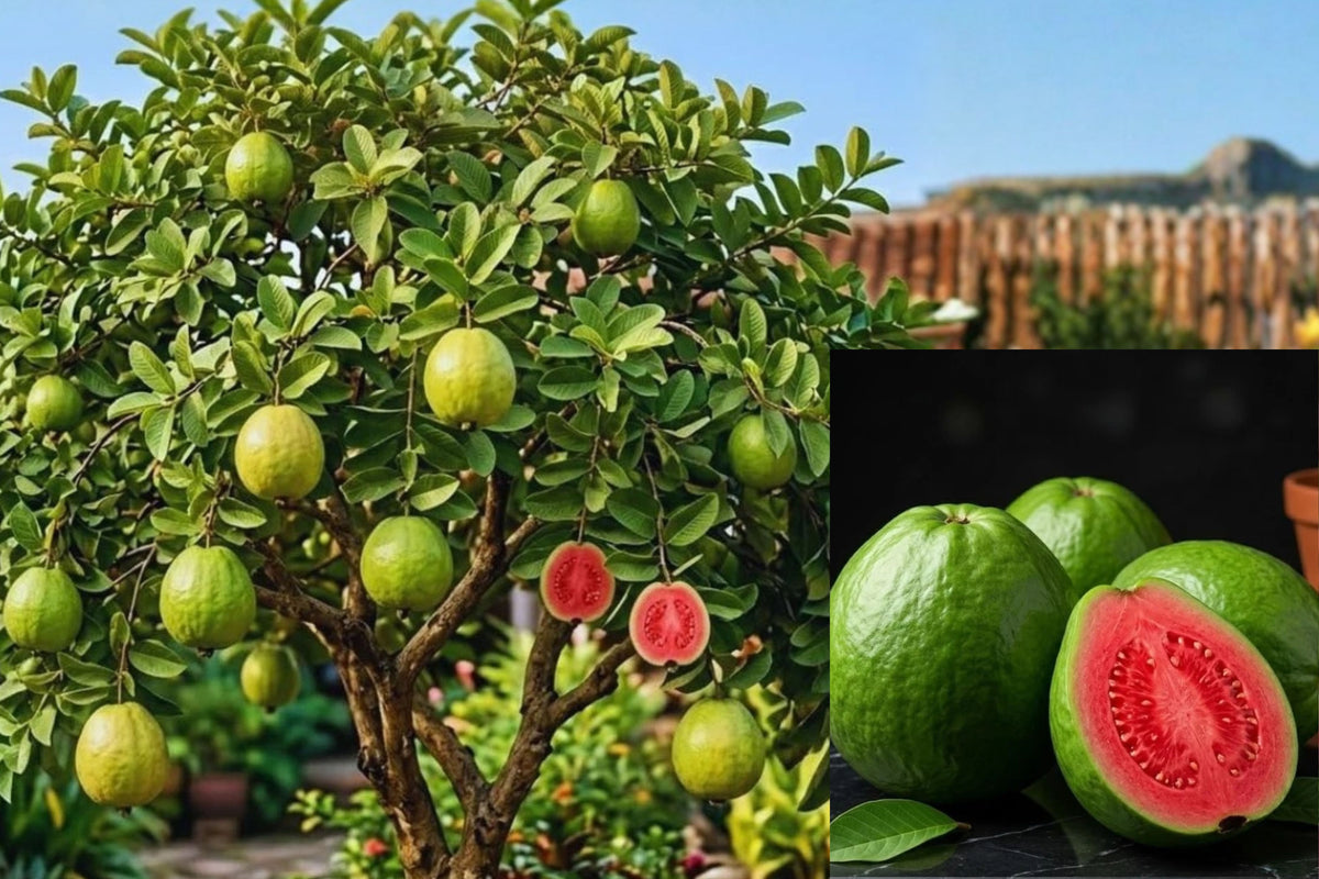 Pink Guava Live Plant – 5–7 Inches Tall – Psidium guajava