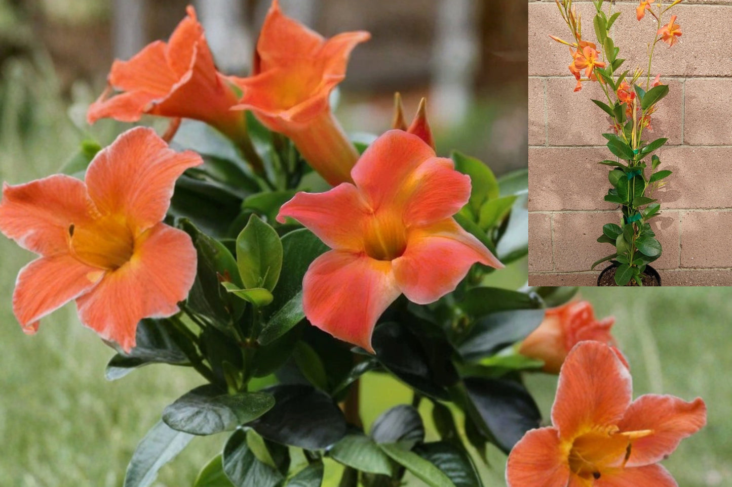 Dipladenia Madinia Live Plant – 25–30 Inch Flowering Vine