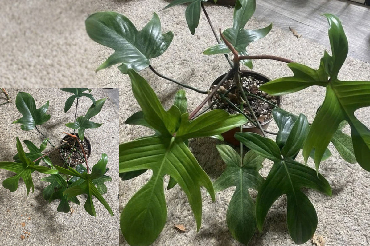 Philodendron Florida Mint Live Plant – 1 Plant – 6" Pot – Indoor Houseplant