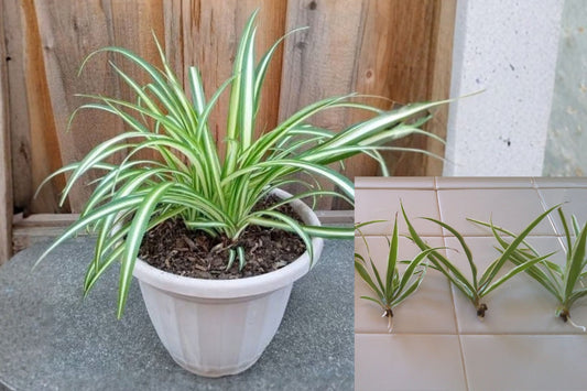 Variegated Spider Plant 5 Pup Cuttings – Chlorophytum comosum – Live