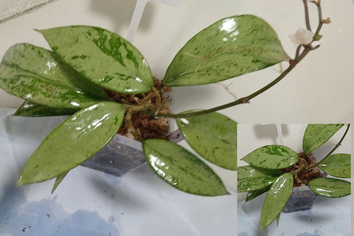 Hoya 'Snow Cui' Silver Leaf Live Plant – 5 Inches – Hoya sp.