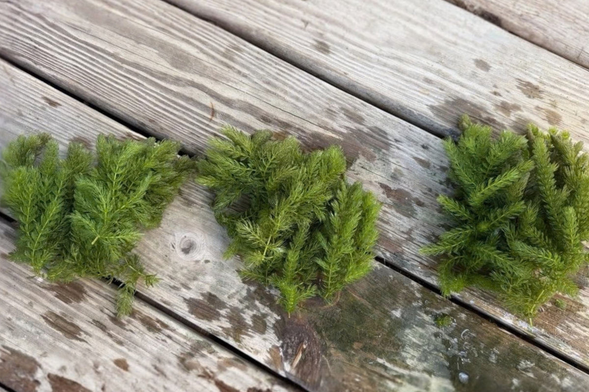 Live Hornwort Aquatic Plant – 18 Stems, 6–7 Inches Long – Freshwater Aquarium Plant