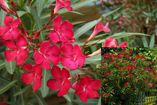 Red Oleander Live Plant – 4–8" Starter – No Pot – Nerium oleander