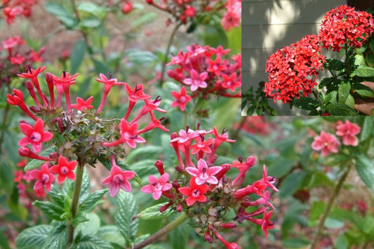 Pink Profusion Pentas 2 Live Plants – 4–6 Inch – Pentas lanceolata