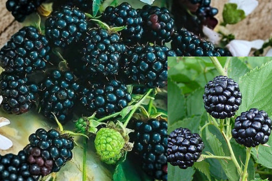 Blackberry Bush 1 Live Plant – 6–12 Inch Bare Root Fruit Plant